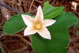 Image result for Coccinia adoensis