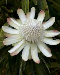 Image result for Protea madiensis