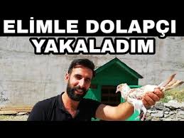 Elle Kacak Guvercin Avare Yakaladim Guzel Bir Dolapci Guvercini Yakaladik Youtube