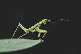Praying mantis' are strong insects, so you need to believe regardless of anything. The Hidden Meaning Significance Of Praying Mantis Dreams