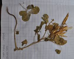 Image result for Chamaecrista absus