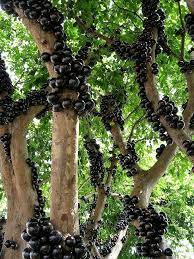 But the scenario is different nowadays. Jabuticaba A Rare Fruit Which Tree Bear Fruits On Its Trunk Charismatic Planet Grape Tree Tree Trees To Plant
