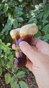 Image result for Ganoderma curtisii