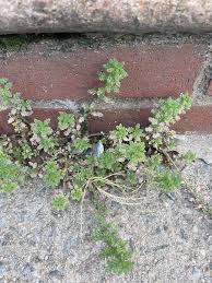 Image result for Dysphania pumilio