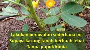 Jika ditanam di tempat dengan curah hujan tinggi, maka proses penyerbukan akan sulit untuk dilakukan. Cara Merawat Kacang Tanah Agar Berbuah Lebat Youtube