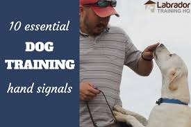 Check spelling or type a new query. 10 Essential Dog Training Hand Signals And How To Use Them
