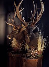 Essentially, you're going to need to drill a couple holes in the skull plate. Elk Taxidermy Options