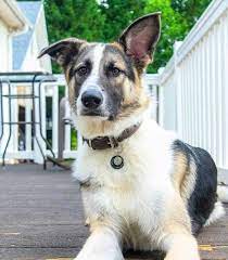 The german shepherd dog (gsd) is the officially recognized name for this purebred breed. Panda German Shepherd Are Panda Shepherds Purebred