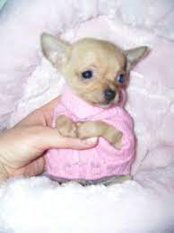 Available male and female puppies for sale. Dallas Tx Teacup Puppies For Sale Houston Texas Teacup Chihuahua Puppies Teacup Puppies Yorkie Puppy For Sale