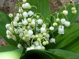 J'ai le plaisir de vous offrir ces quelques brins de muguet qui je l'espère vous. Signification Muguet Mamanautop