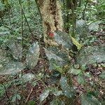 Image result for Panda oleosa