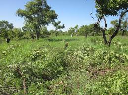 Image result for Bothriocline