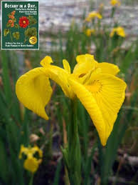 Image result for Iridaceae