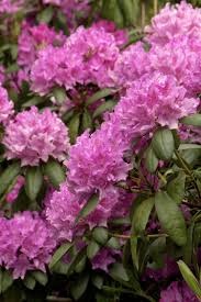 Roseum Elegans Rhododendron Monrovia Roseum Elegans Rhododendron Monrovia Plants Rhododendron Evergreens For Shade