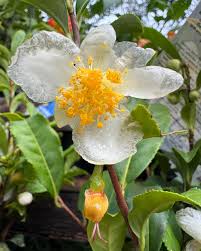 Image result for Theaceae