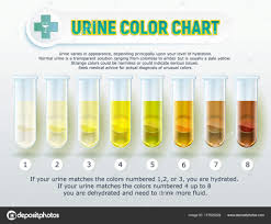Urine Color Chart 1 Stock Vector Sergey7777 177626026