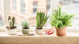 Averigua cómo cultivar una piña exótica, apio, hierba en cáscaras. Decorablog Revista De Decoracion
