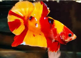 Ikan cupang nemo candy multicolor. Ciri Ciri Cupang Galaxy Nemo Candy Emerald Dan Fccp Cupang Sehat