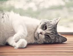 Of course, there's some adorable traveling can be stressful for your cat, revealed the experts at dogvacay. How To Sedate A Cat Naturally