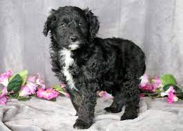 Bordoodle Puppy For Sale In Mount Joy Pa Adn 69354 On Puppyfinder Com Gender Male Age 8 Weeks Old Bordoodle Puppies For Sale Puppies