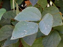 Image result for Neonotonia wightii