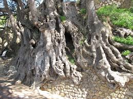 Tronc D Un Olivier A Roquebrune Cap Martin 1000ans Olive Tree Growing Tree Tree