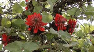 Image result for Erythrina × coddii