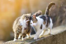 Why do cats bunt you? An Explanation Of Feline Headbutting Behavior The Cats Inn