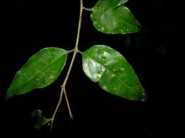 Image result for Cassipourea