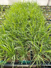 Image result for Eragrostis macrochlamys