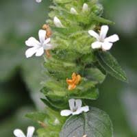 Image result for Phaulopsis imbricata