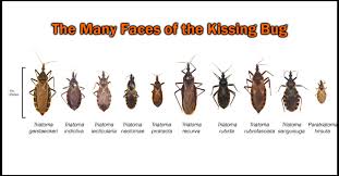 About vanguard vet in 1994 dr. Deadly Bugs San Antonio Pets Vets Acorn Hill Animal Hospital