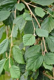 Image result for Hamamelis mollisi