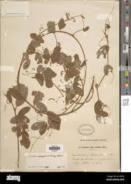 Image result for Grona setigera