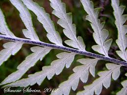Image result for Pityrogramma calomelanos