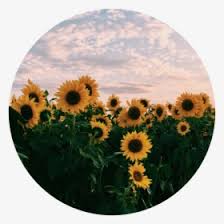 Check spelling or type a new query. Flower Field Png Images Free Transparent Flower Field Download Kindpng