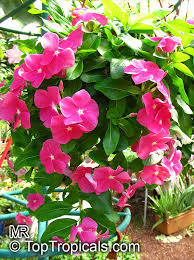 Image result for Catharanthus