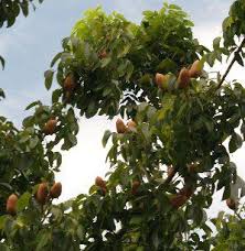 Tetapi, di indonesia tanaman ini menjadi kian tular. Pengobatan Dan Khasiat Herbal Khasiat Buah Tunjuk Langit