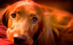 top 15 samyh dobryh porod sobak v mire opisanie foto