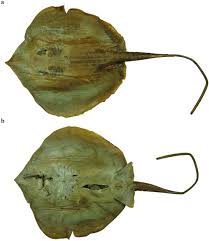 Image result for Tragia brevipes-benthamii-okanyu