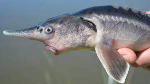 My friends wife hooked a sturgeon but had never seen one. Scientists Accidentally Bred The Fish Version Of A Liger The New York Times