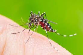 Globalization has made the world a more connected place. Climate Change Will Mean More Vector Borne Disease In Cities How Public Health Can Respond Vital Strategies