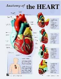 amazon com human heart anatomy charts notebook size poster