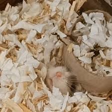 How Are Hamsters As Pets?. A Hamster Can Make A Good Pet For Many… | By  Mrnmrspet | Medium