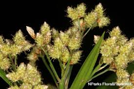 Image result for Hypolytrum