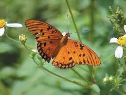 While many tend to be attracted to a variety of available you will see damaged leaves or even some plants that are completely defoliated. Butterfly Gardening With Florida Native Plants