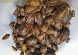 Pin By Brian Bertch On Dubia Vs Crickets Dubia Roaches Reptile Shop Reptile Supplies