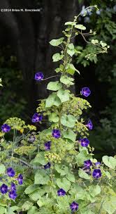 We did not find results for: Morning Glory Bees Gardenblog2013