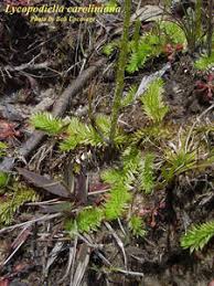 Image result for Lycopodiella caroliniana