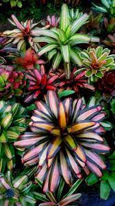 Florida flowers, plants and shrubs for cold weather even though plants and shrubs can experience problems from cold weather, there are types of florida cold hardy. Pin By Juanbaldonevado On Bromelias Florida Plants Landscaping Florida Plants Backyard Garden Design